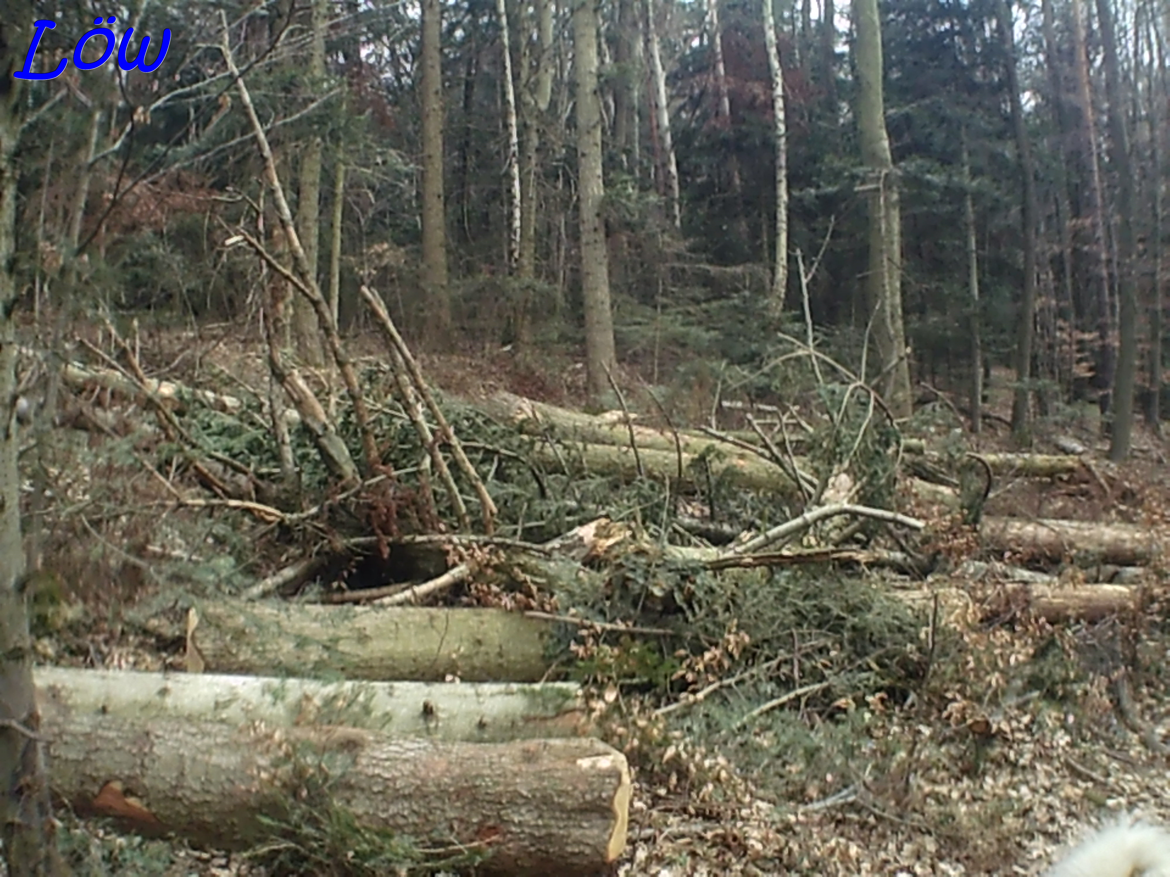 22.3.2025 - Waldarbeit